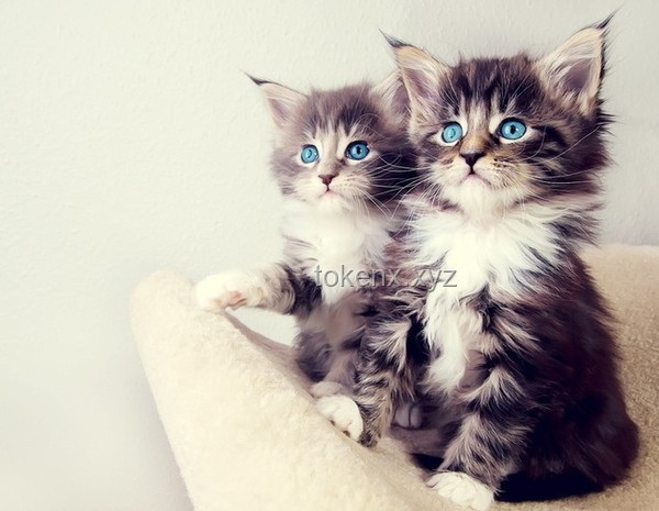 带有水质净化系统的猫猫部落瞭望塔：生态与智慧共生的创新实践
