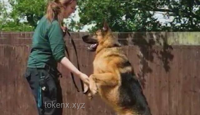 警犬拒绝带实习生：训练困境与解决方案研究